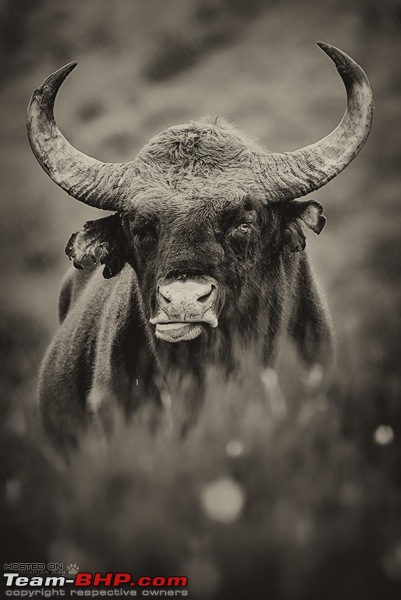 The Rare Pale Tiger from Nilgiri Biosphere Reserve-gaur-bw.jpg