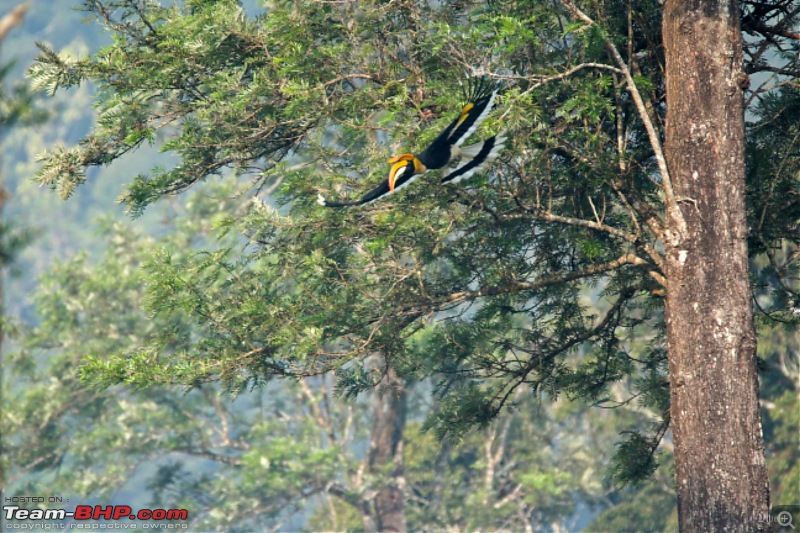 A day with the Great Hornbills of Nelliyampathy-img_05111600x1066.jpg