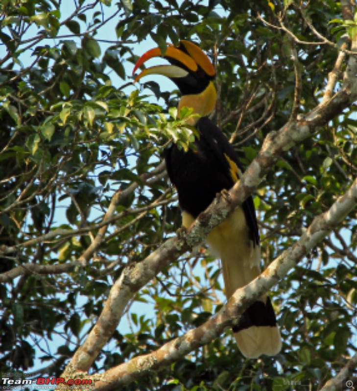 A day with the Great Hornbills of Nelliyampathy-img_06961600x1756.jpg