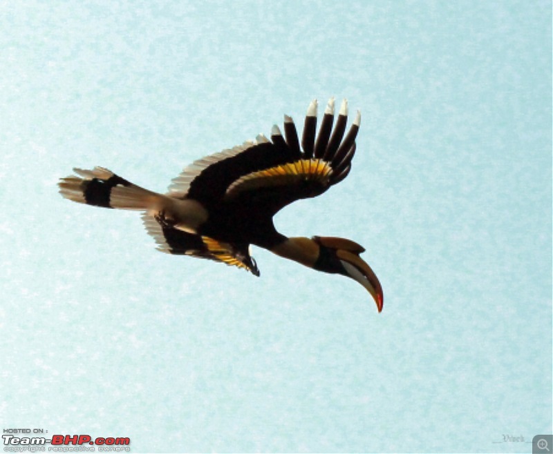 A day with the Great Hornbills of Nelliyampathy-img_04641600x1316.jpg