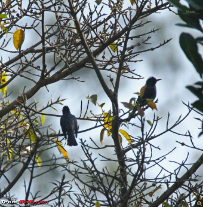 A day with the Great Hornbills of Nelliyampathy-img_05581600x1628.jpg