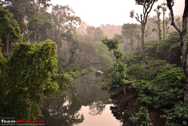 A day with the Great Hornbills of Nelliyampathy-dsc_02301600x1067.jpg