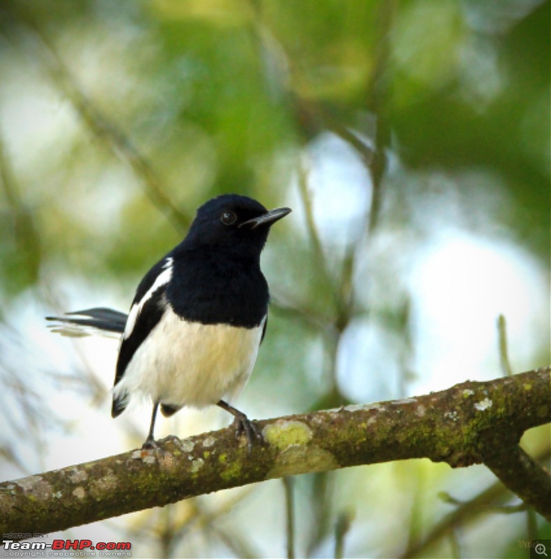 A day with the Great Hornbills of Nelliyampathy-img_08041600x1622.jpg