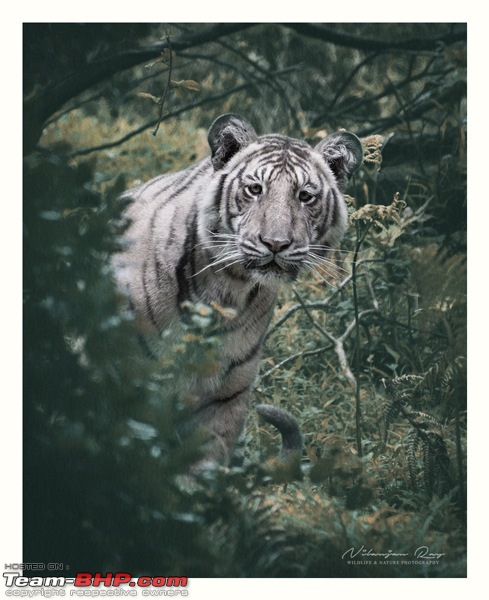 The Rare Pale Tiger from Nilgiri Biosphere Reserve-peeper_paletiger_b.jpg