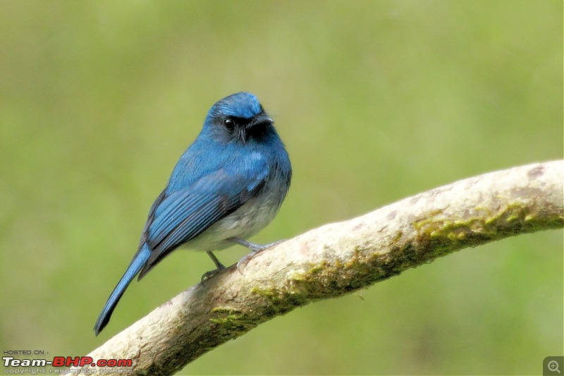 Chasing wildlife in the Western Ghats-white-bellied-blue-flycatcher-2.jpg