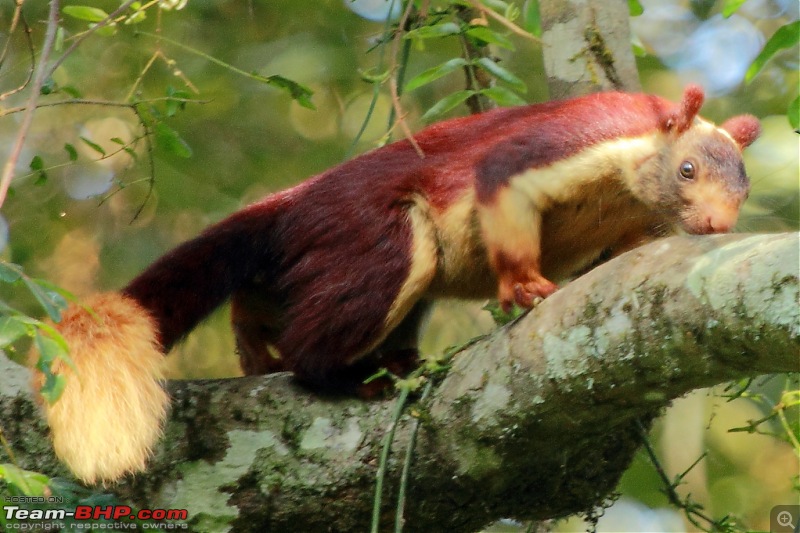 Chasing wildlife in the Western Ghats-malabar-giant-squirrel-2.jpg