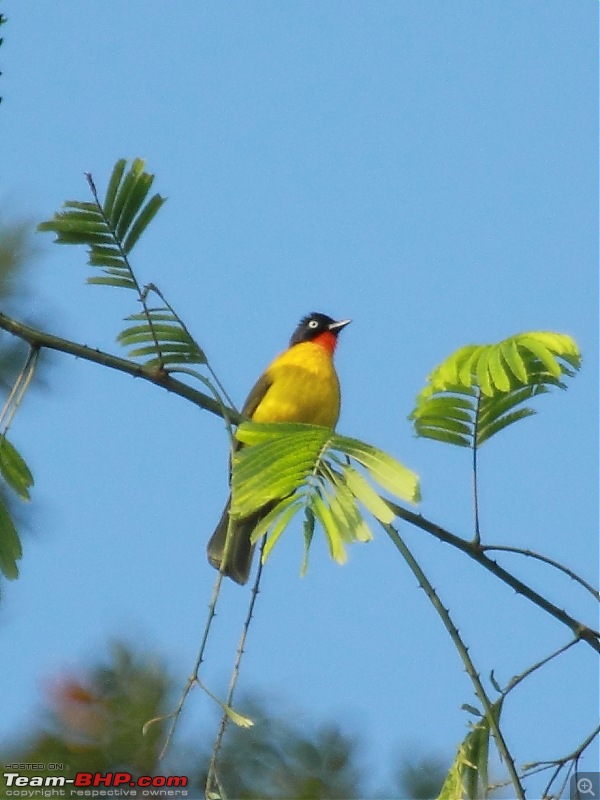 Chasing wildlife in the Western Ghats-ruby-throated-black-crested-bulbul.jpg