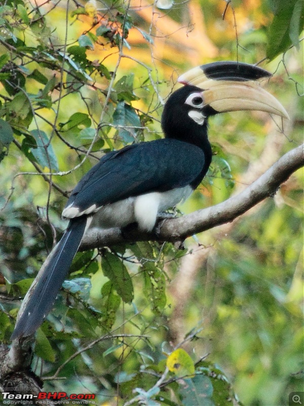 Chasing wildlife in the Western Ghats-malabar-pied-hornbill-2.jpg