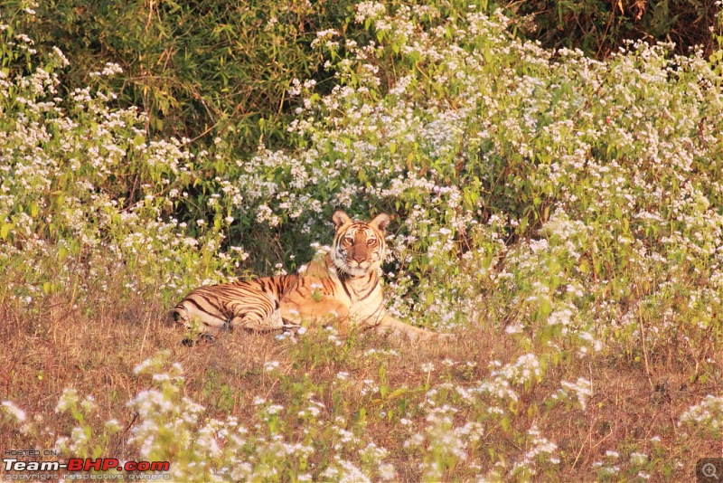 Chasing wildlife in the Western Ghats-tiger-7.jpg