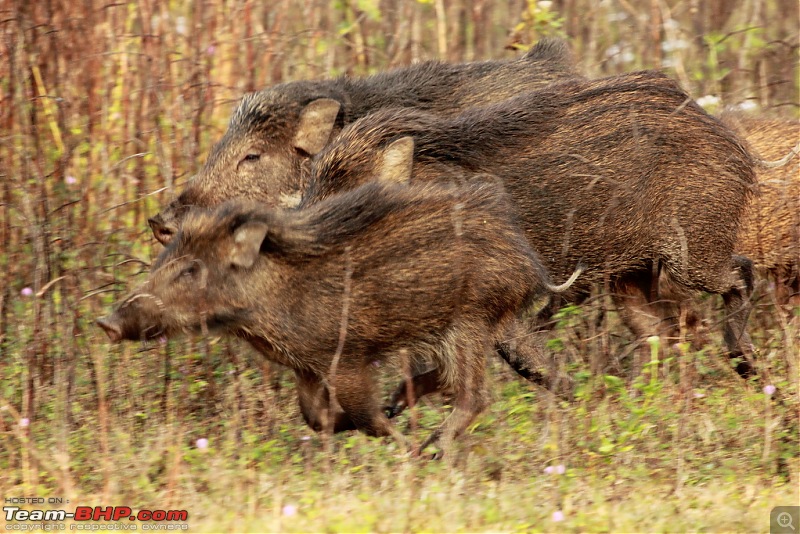 Chasing wildlife in the Western Ghats-wild-boar-2.jpg