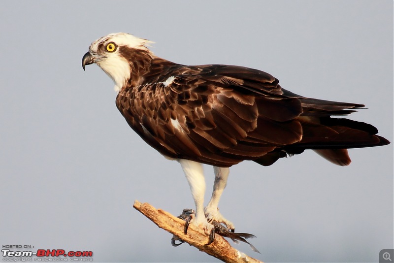 Chasing wildlife in the Western Ghats-osprey-12.jpg