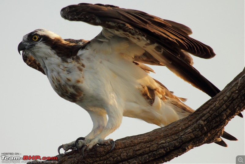 Chasing wildlife in the Western Ghats-osprey-9.jpg