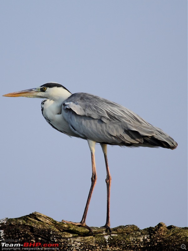 Chasing wildlife in the Western Ghats-grey-heron-2.jpg