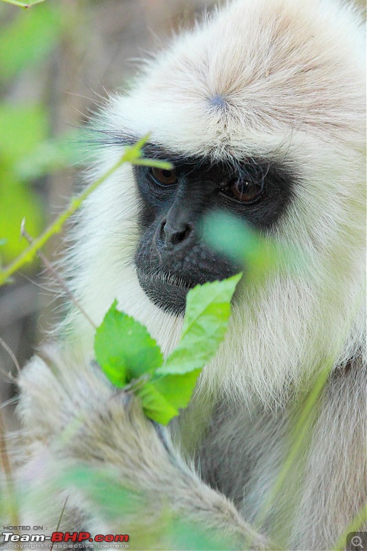 Chasing wildlife in the Western Ghats-monkey-2.jpg