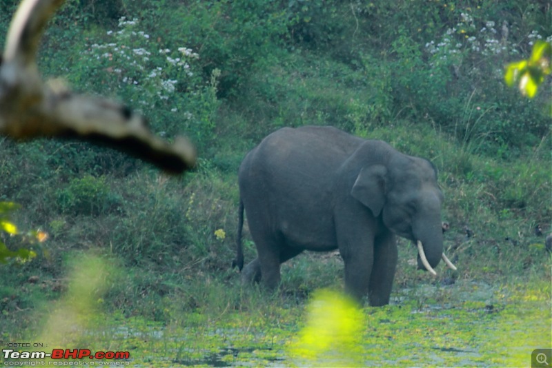 Chasing wildlife in the Western Ghats-elephant-2.jpg
