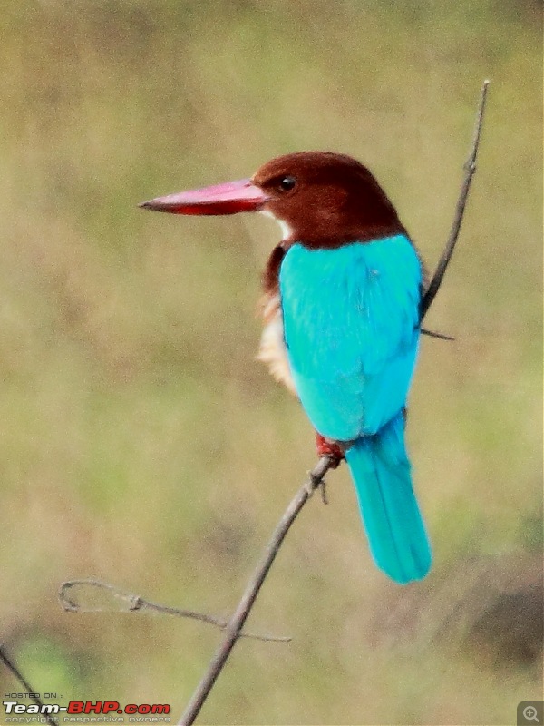Chasing wildlife in the Western Ghats-white-throated-kingfisher-4.jpg