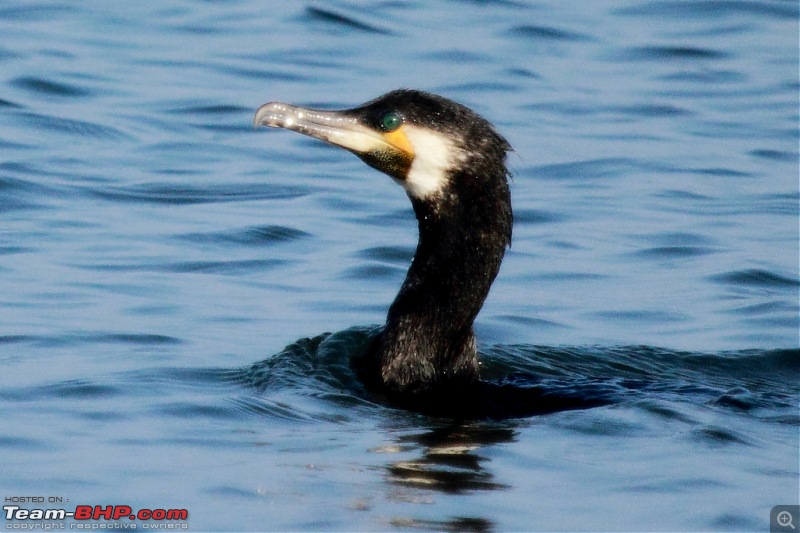 Chasing wildlife in the Western Ghats-great-cormorant-6.jpg