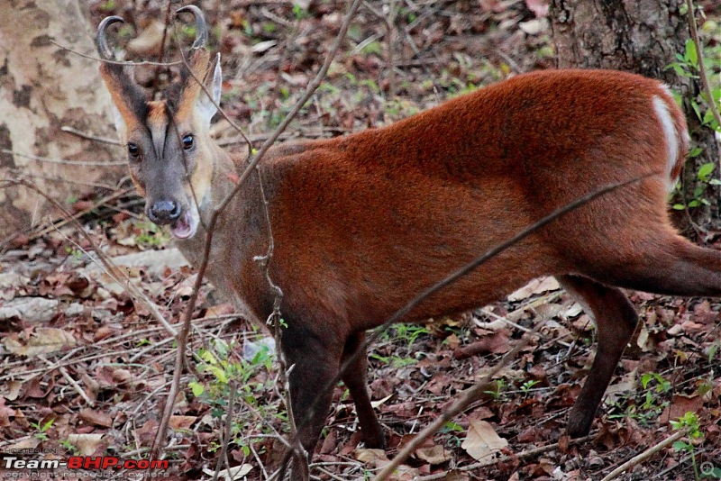 Chasing wildlife in the Western Ghats-barking-deer-1.jpg