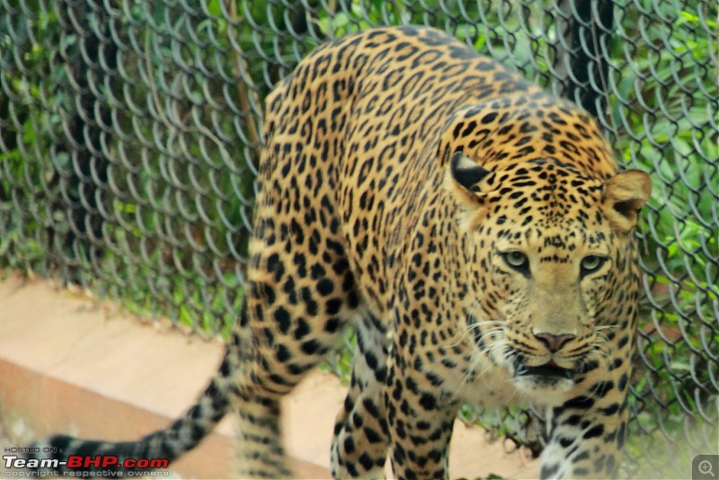 Chasing wildlife in the Western Ghats-leopard.jpg