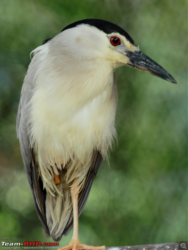 Chasing wildlife in the Western Ghats-blac-crowned-night-heron-1.jpg