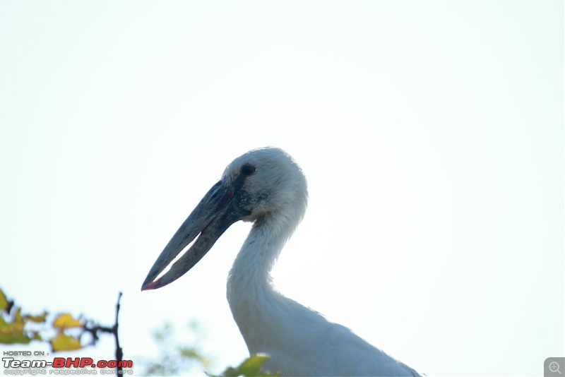 Chasing wildlife in the Western Ghats-asian-open-billed-stork.jpg