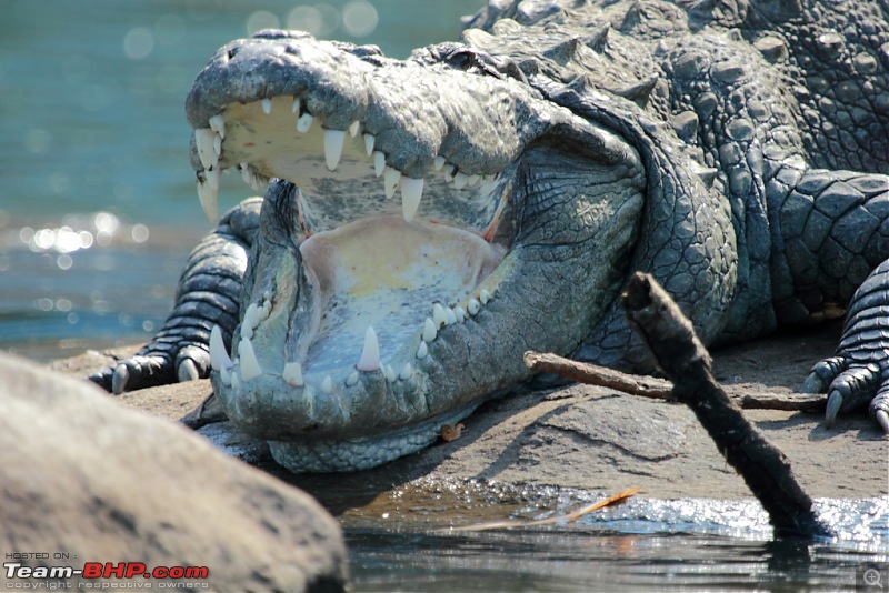 Chasing wildlife in the Western Ghats-croc-1.jpg