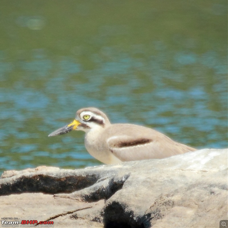 Chasing wildlife in the Western Ghats-great-stone-plover.jpg