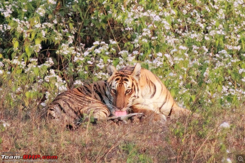 Chasing wildlife in the Western Ghats-tiger-9.jpg