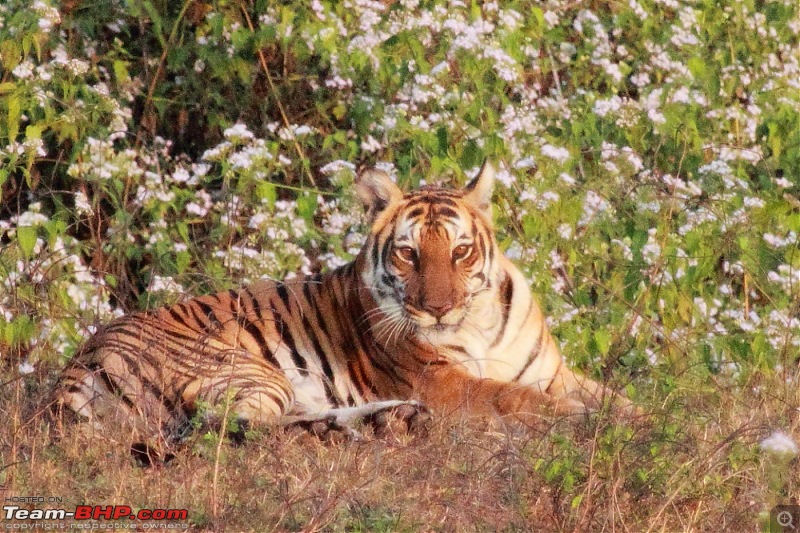 Chasing wildlife in the Western Ghats-tiger-10.jpg