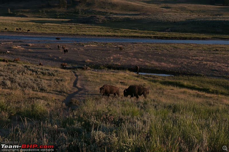 Yellowstone: A trip to the oldest national park in the USA (and the world)-img_1452.jpg