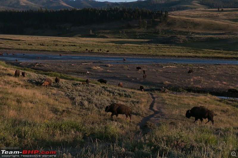 Yellowstone: A trip to the oldest national park in the USA (and the world)-img_1454.jpg
