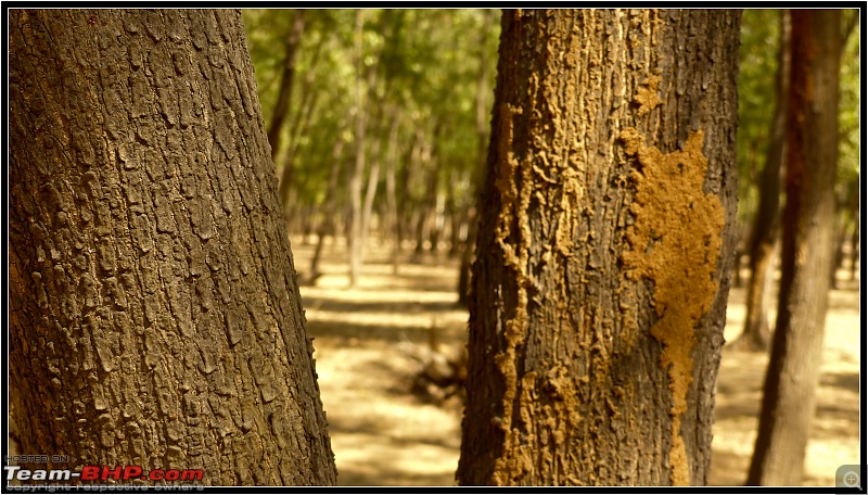 A Rhymelogue: Drive to Ajodhya Hills, Purulia-14.jpg