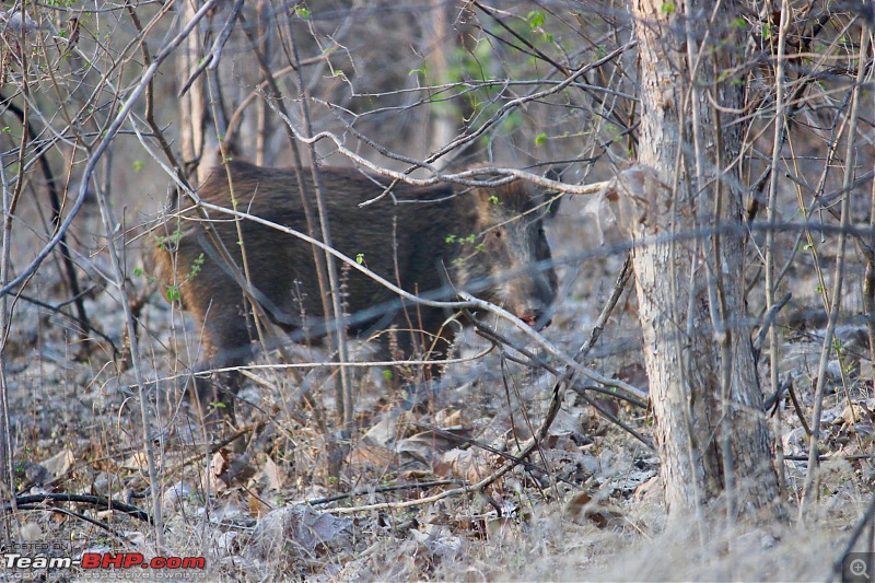 Isuzu MU-X goes to the Tipeshwar wildlife sanctuary-3.jpg