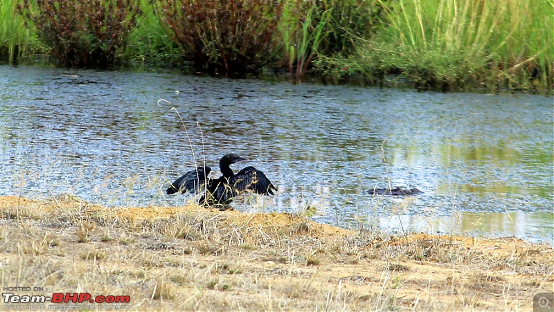 Darkmobile goes birding - A drive to the Koonthankulam Bird Sanctuary-image00010.jpg