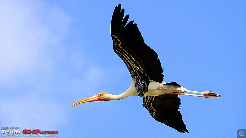 Darkmobile goes birding - A drive to the Koonthankulam Bird Sanctuary-image00005.jpg