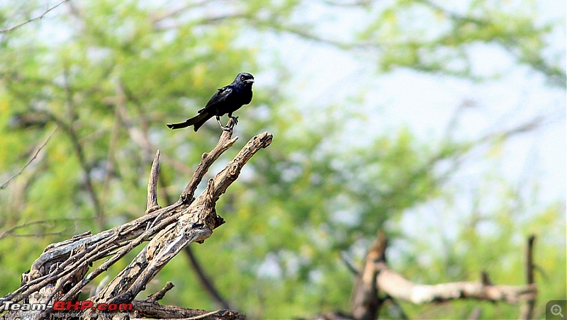 Darkmobile goes birding - A drive to the Koonthankulam Bird Sanctuary-image00008.jpg