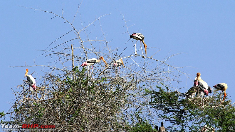 Darkmobile goes birding - A drive to the Koonthankulam Bird Sanctuary-image00009.jpg