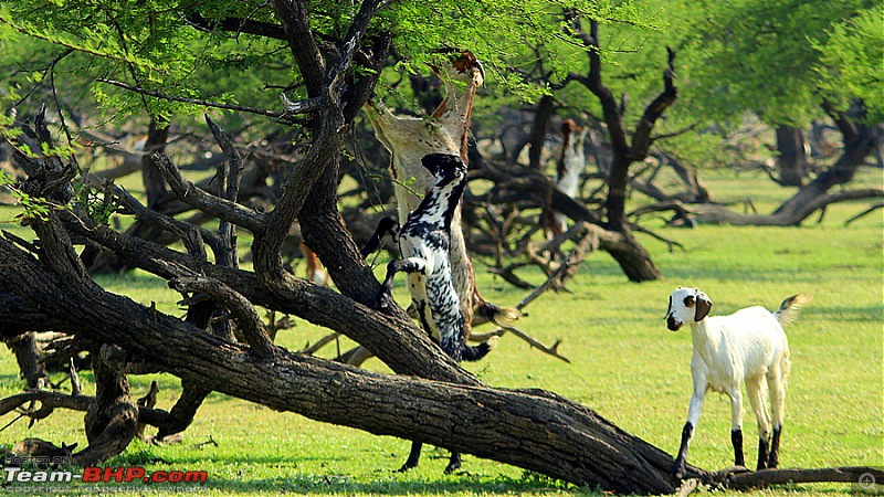 Darkmobile goes birding - A drive to the Koonthankulam Bird Sanctuary-image00013.jpg