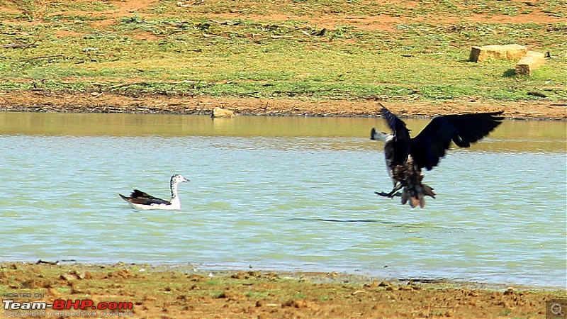 Darkmobile goes birding - A drive to the Koonthankulam Bird Sanctuary-image00007.jpg