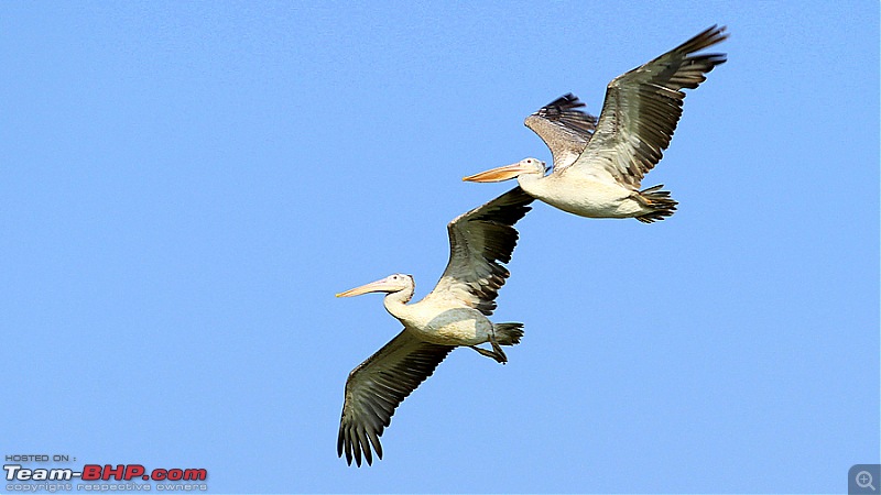 Darkmobile goes birding - A drive to the Koonthankulam Bird Sanctuary-image00017.jpg