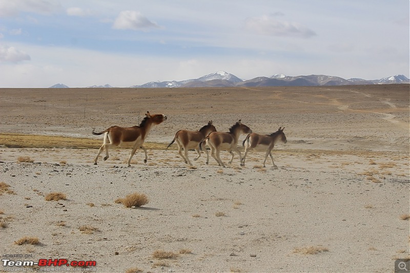 Ladakh: Four Idiots & One XUV500-381.jpg