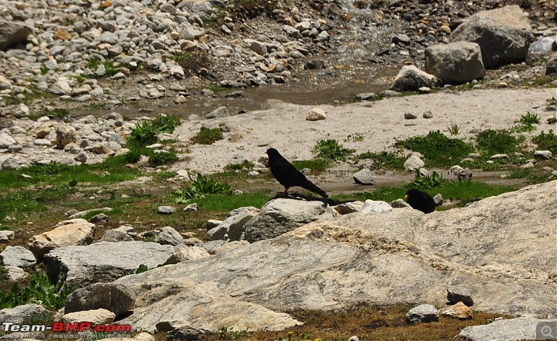 Alaskan bear in Snow leopard territory - The Kodiaq expedition to Spiti-dsc_0050.jpg