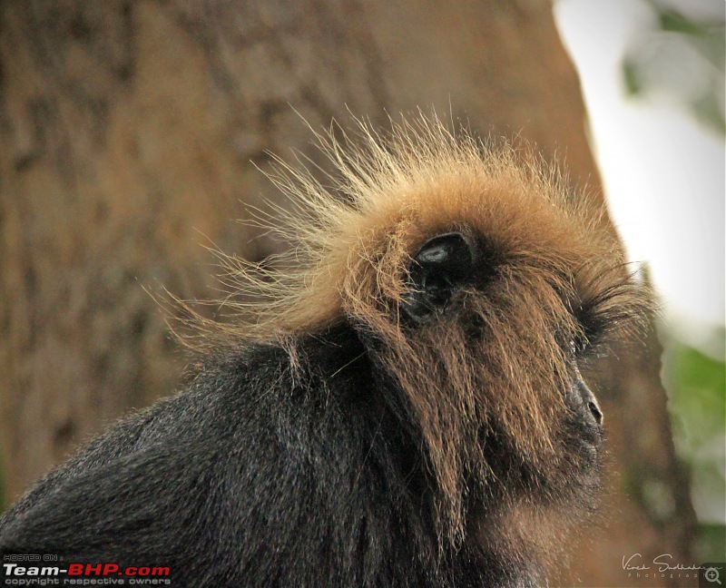 Family time in Valparai: Hornbills, Gaurs and Lion-tailed Monkeys-img_60622532x2051.jpg