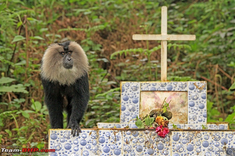 Family time in Valparai: Hornbills, Gaurs and Lion-tailed Monkeys-img_60782532x1688.jpg