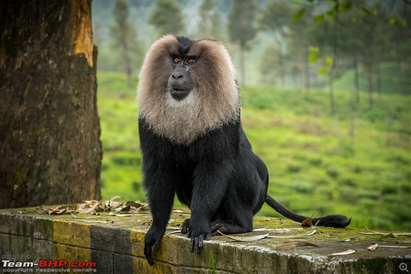 Family time in Valparai: Hornbills, Gaurs and Lion-tailed Monkeys-img20180807wa0022.jpg