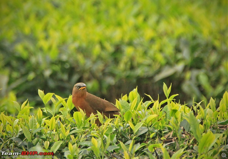 Family time in Valparai: Hornbills, Gaurs and Lion-tailed Monkeys-img_6147.jpg