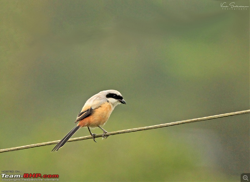 Family time in Valparai: Hornbills, Gaurs and Lion-tailed Monkeys-img_61332532x1840.jpg