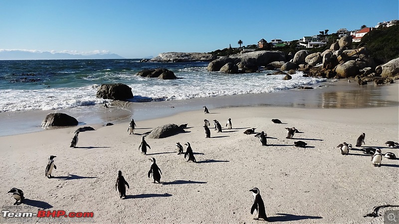 South Africa Landscape Drive-boulders-penguin2.jpg