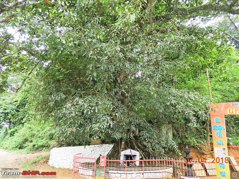 Bengaluru to Wayanad (Kerala) Trip-14chaintree.jpg