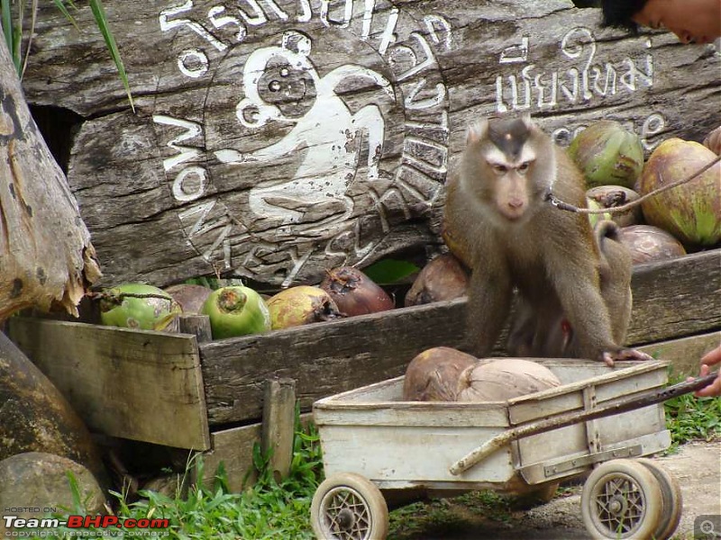 10 days across Thailand (2009) - and 8 more days (2011)-monkey-5k100.jpg